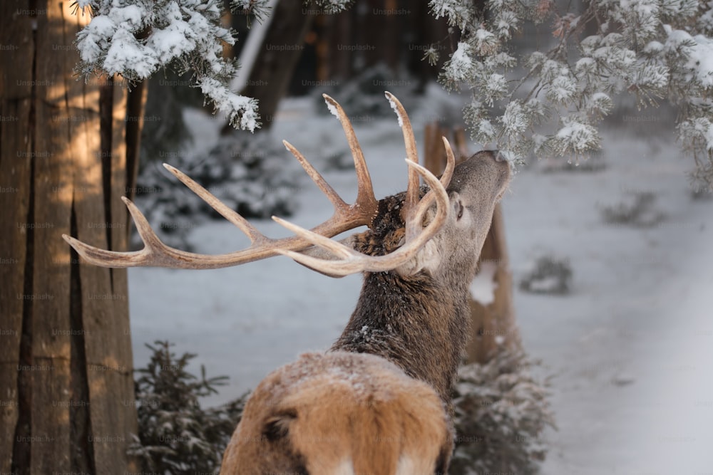 a deer with large antlers standing in the snow