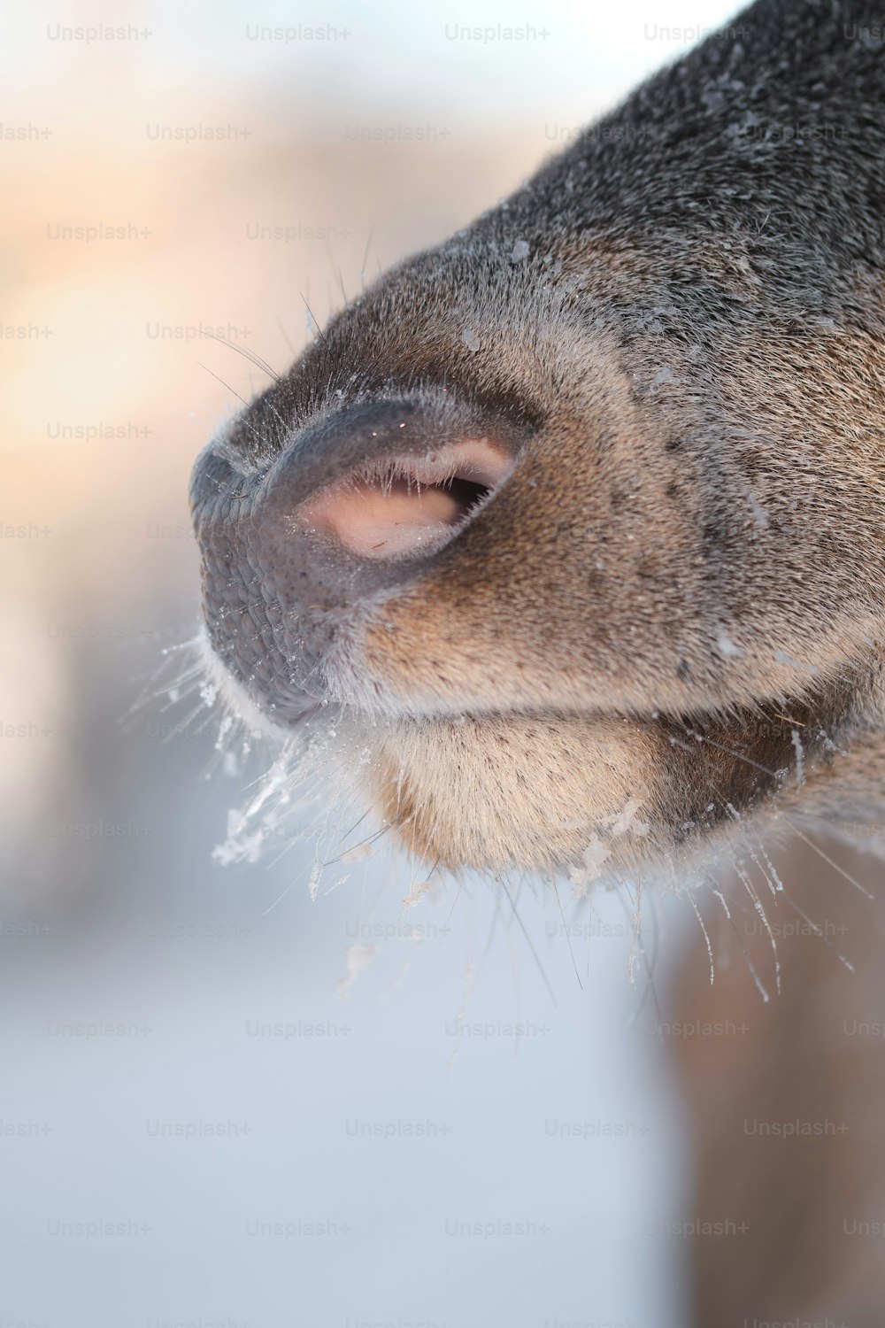 a close up of the nose of a deer