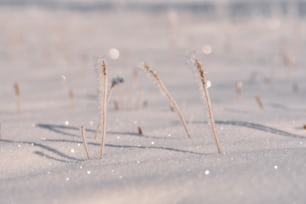 Un campo cubierto de nieve con hierba en la nieve