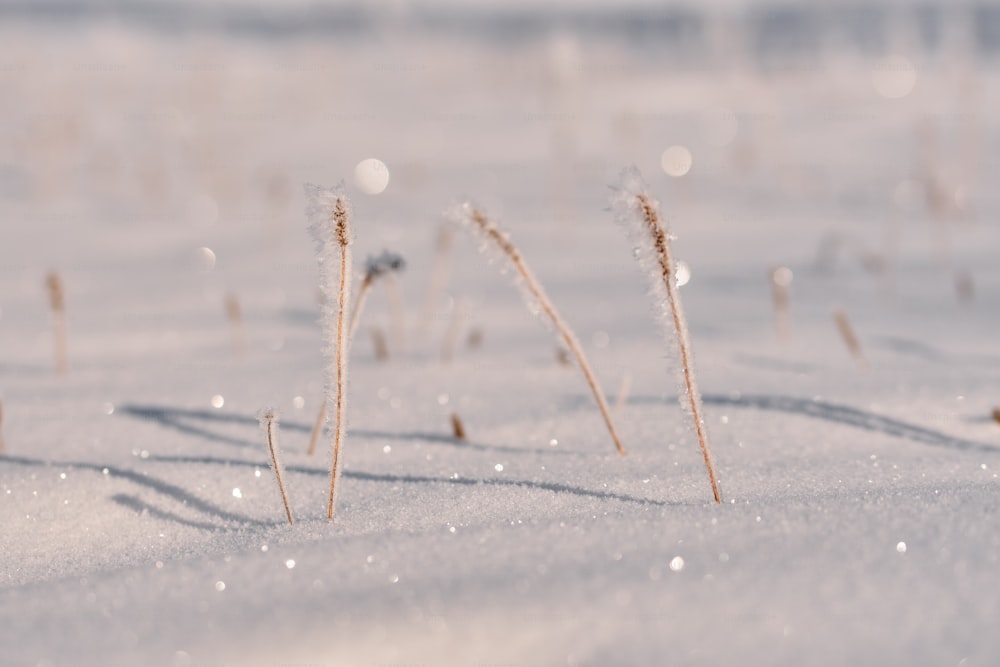 un campo innevato con erba nella neve