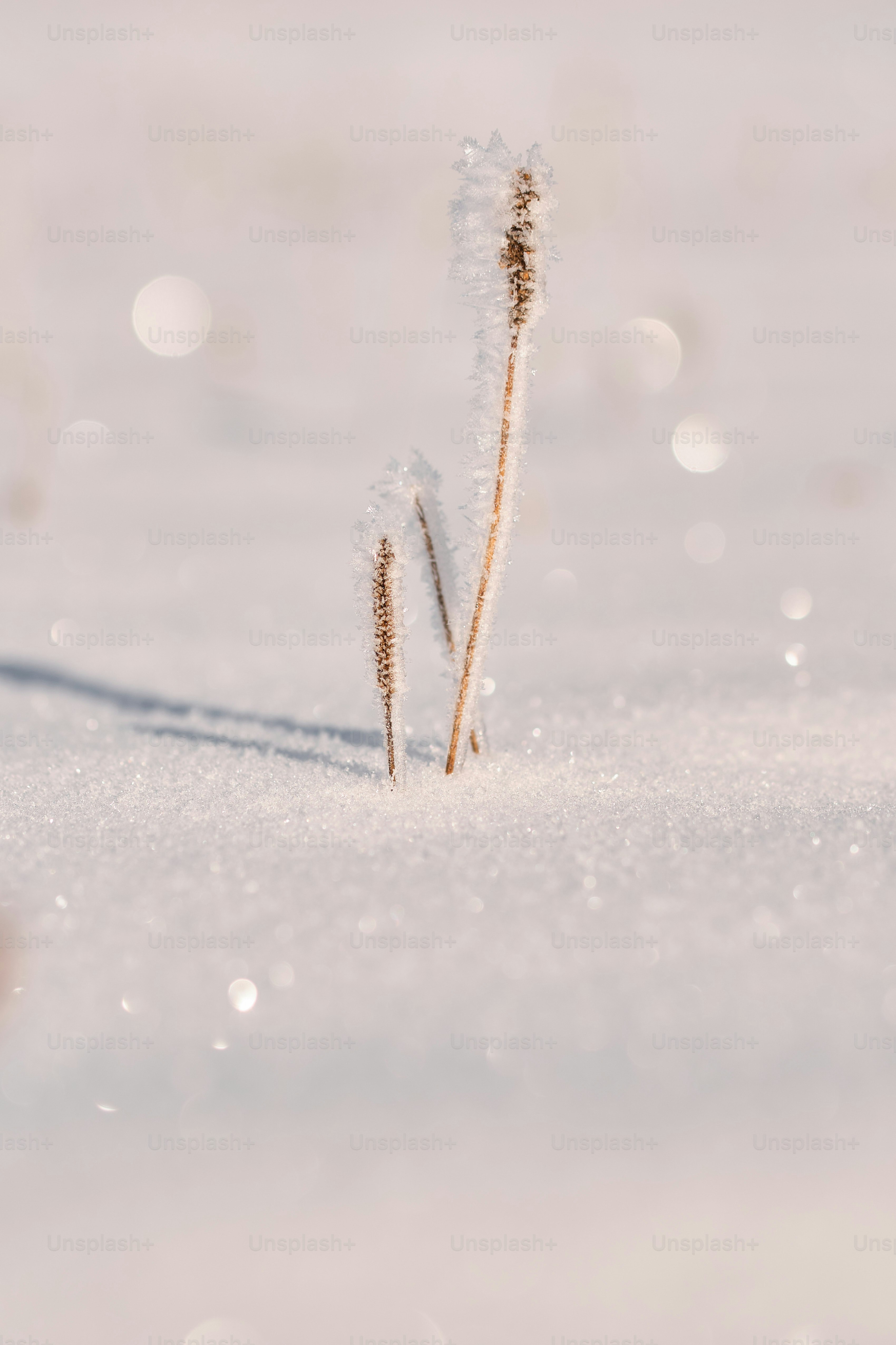a couple of small plants sticking out of the snow