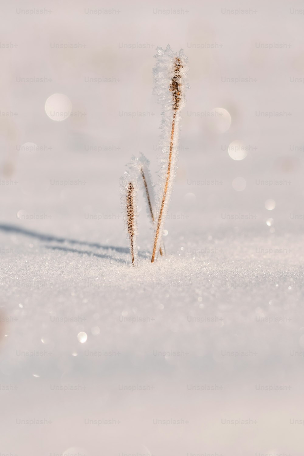 a couple of small plants sticking out of the snow
