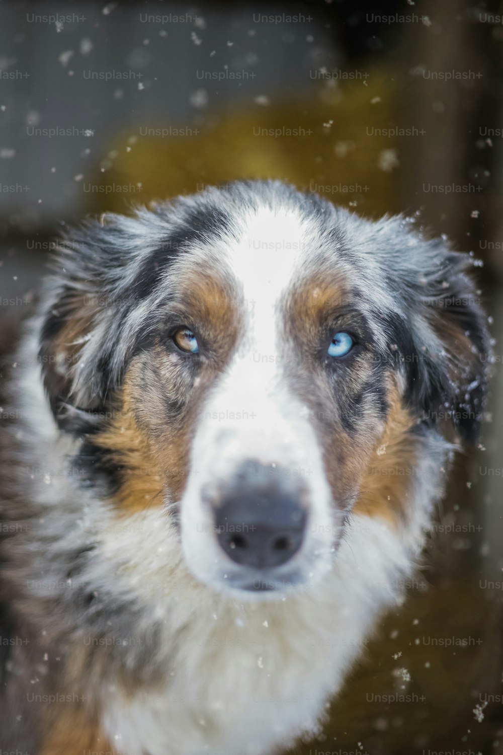 Eine Nahaufnahme eines Hundes mit verschwommenem Hintergrund