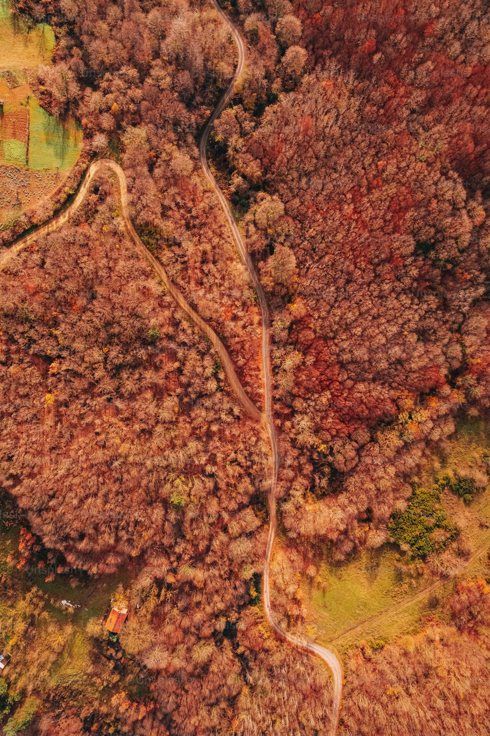 uma estrada sinuosa no meio de uma floresta
