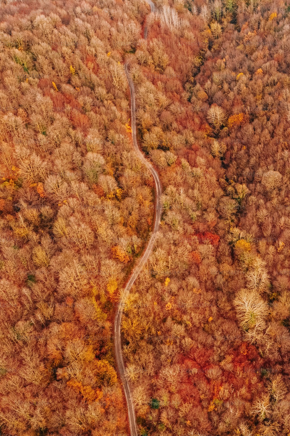 a winding road in the middle of a forest