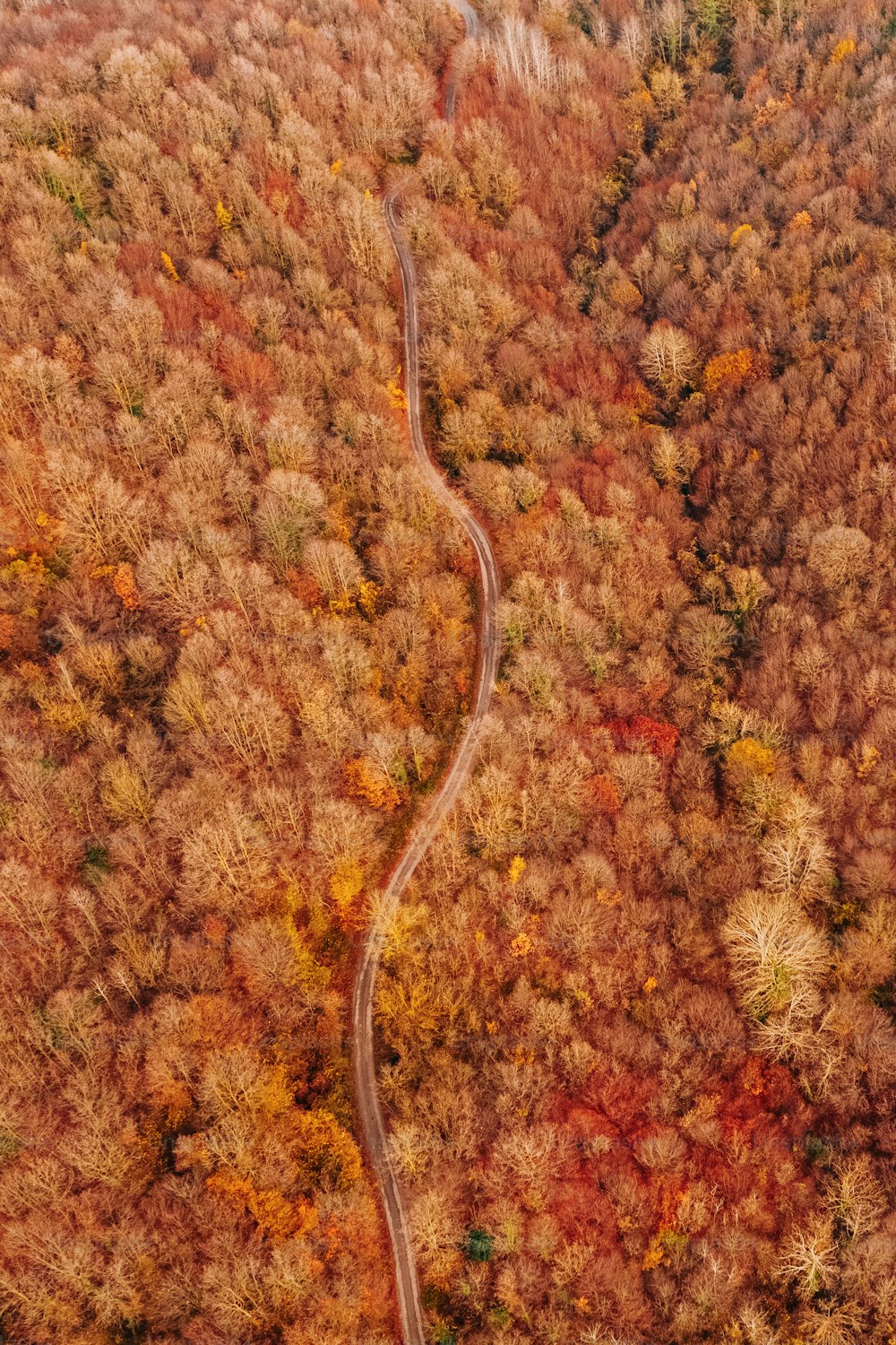 Una strada tortuosa nel mezzo di una foresta