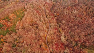 an aerial view of a road winding through a forest