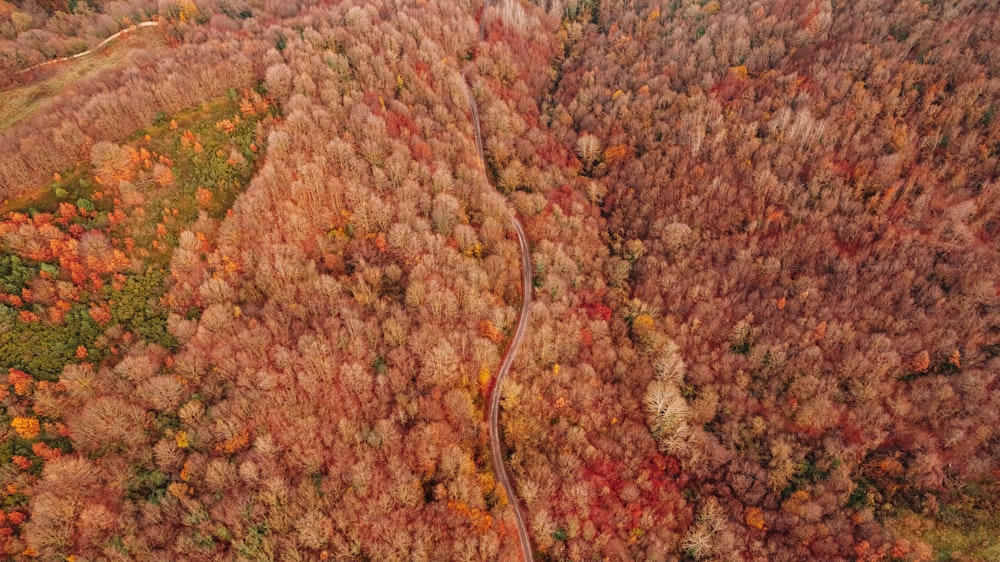 une vue aérienne d’une route serpentant à travers une forêt