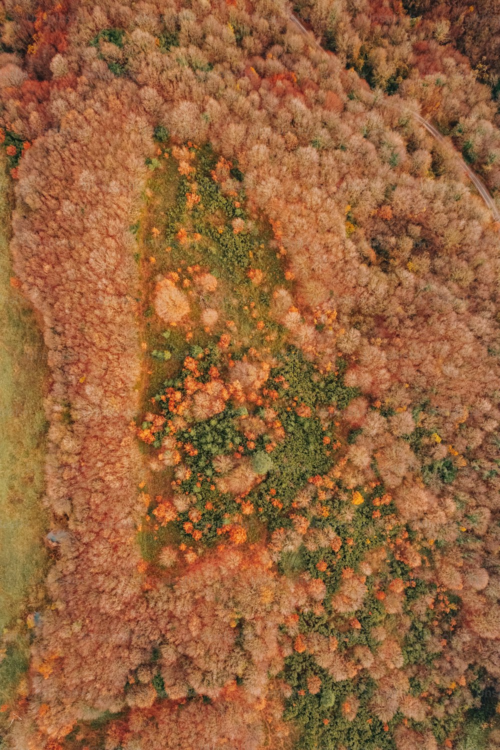 an aerial view of a field with lots of trees