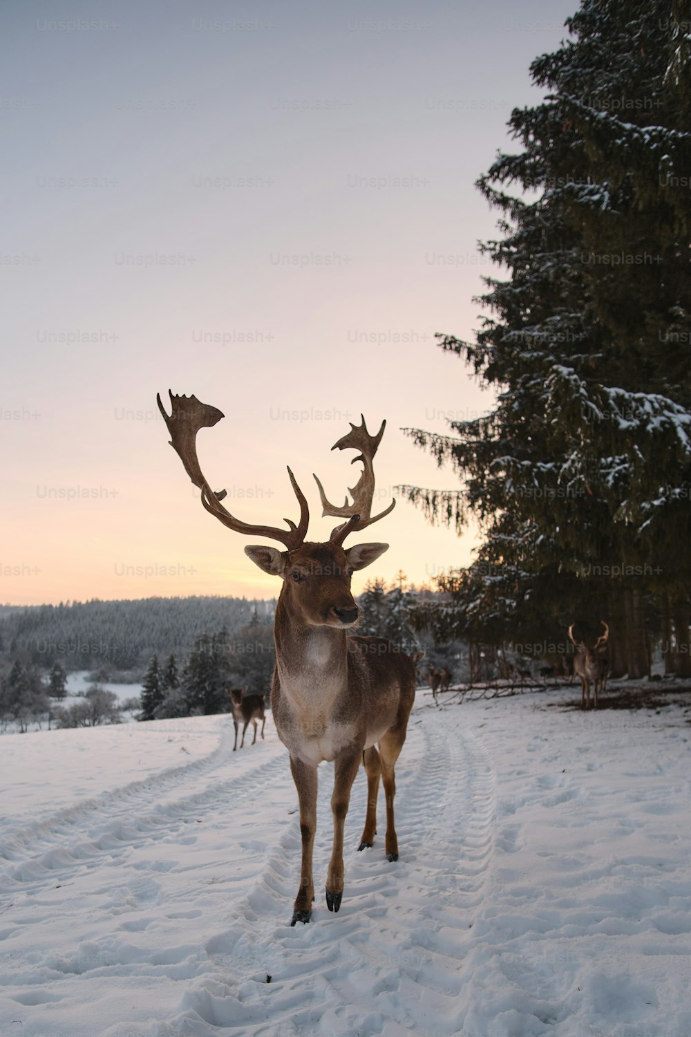 雪原の真ん中に立つ鹿