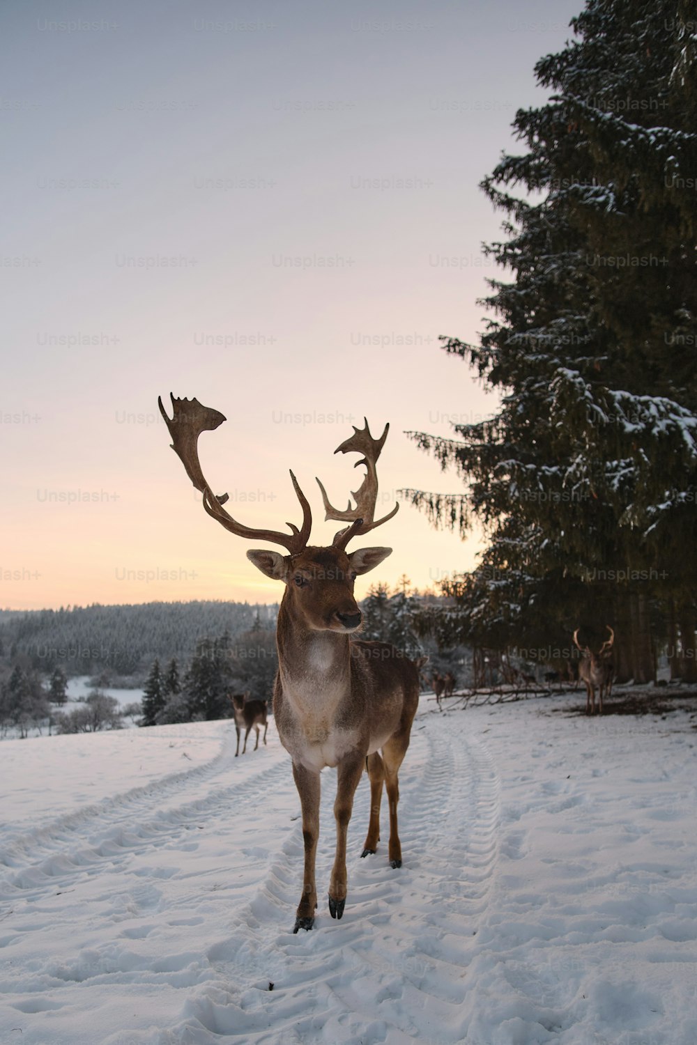 a deer standing in the middle of a snow covered field