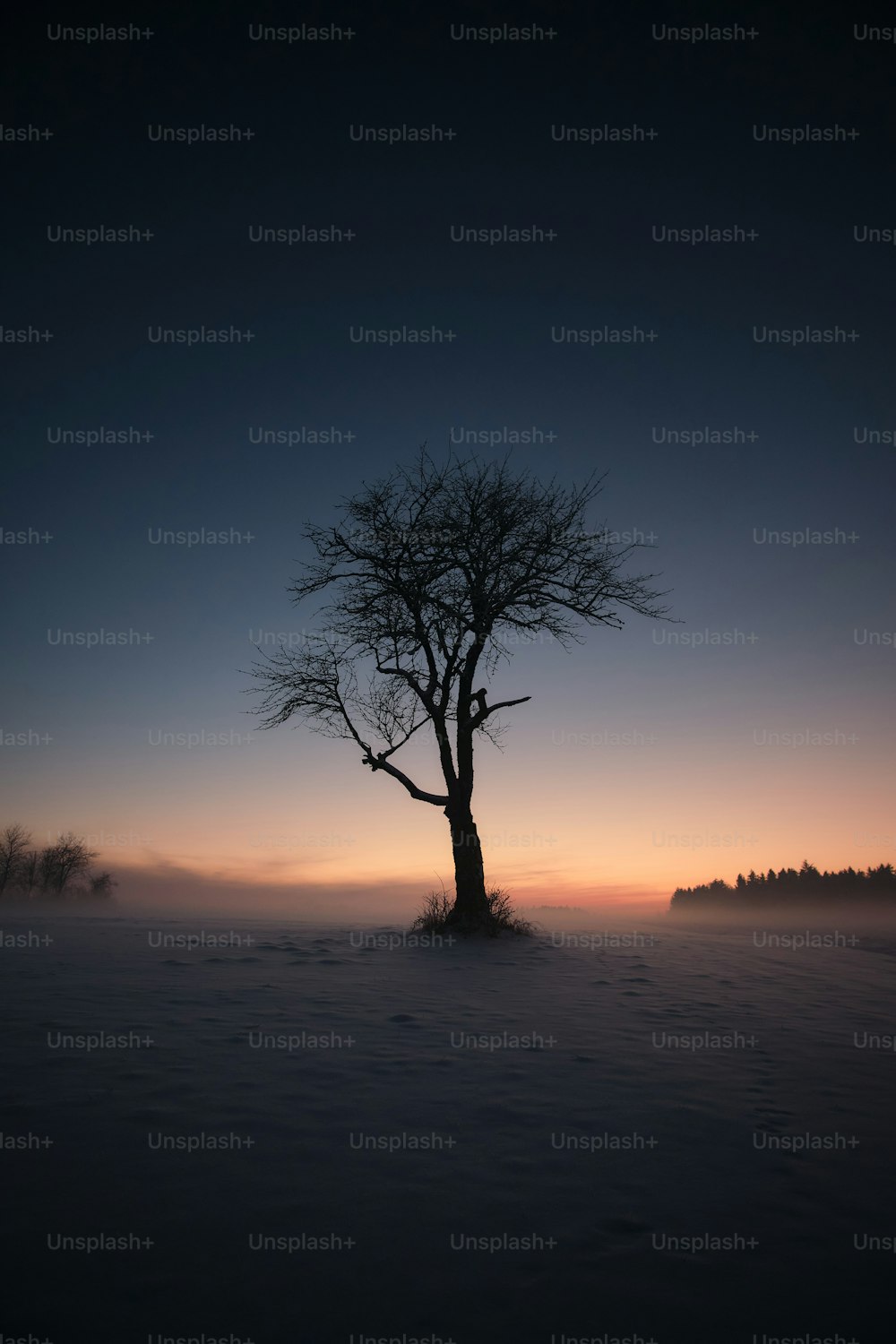 uma árvore solitária no meio de um campo nevado