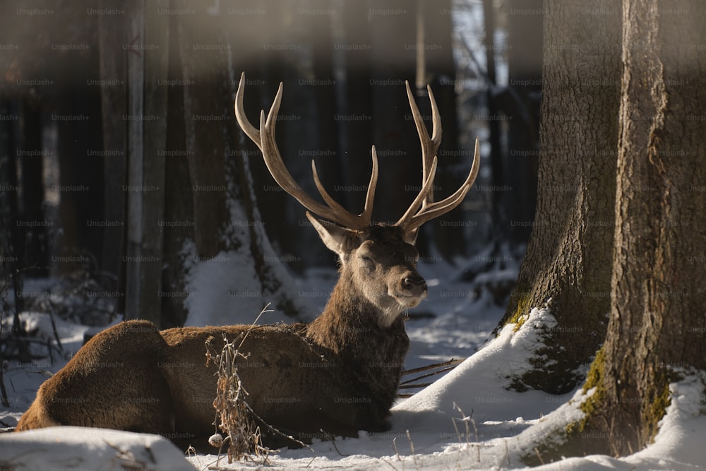 a deer laying in the snow in a forest