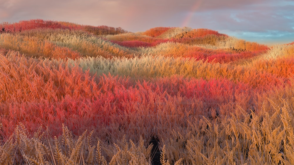 um campo de grama alta com um arco-íris no fundo