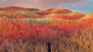 a field of tall grass with a rainbow in the background