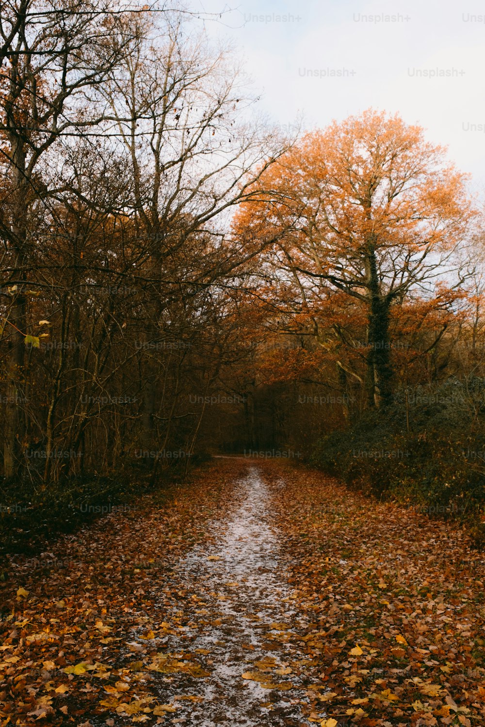 a dirt road surrounded by leaf covered trees