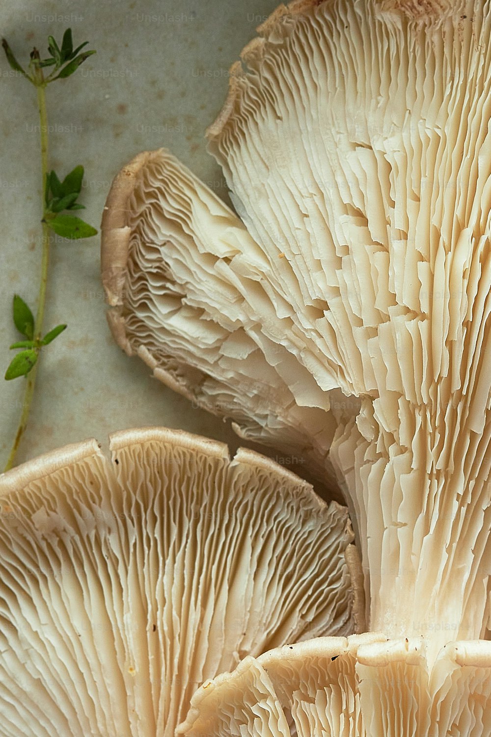 a group of mushrooms sitting on top of a table