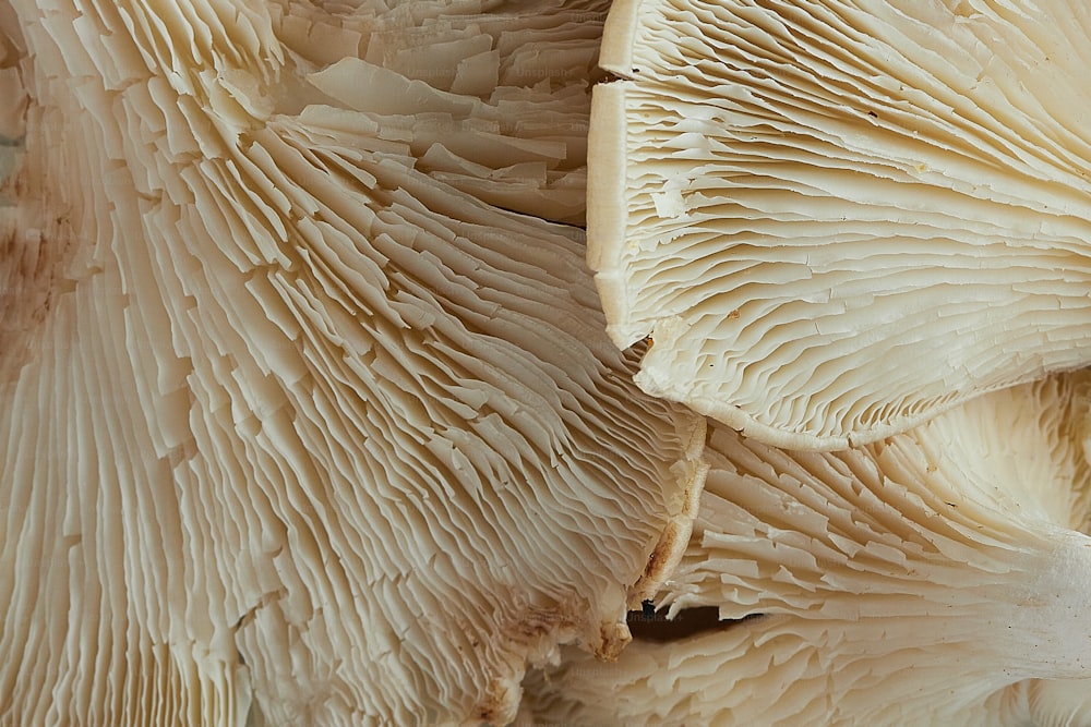 Eine Nahaufnahme eines Bündels Pilze