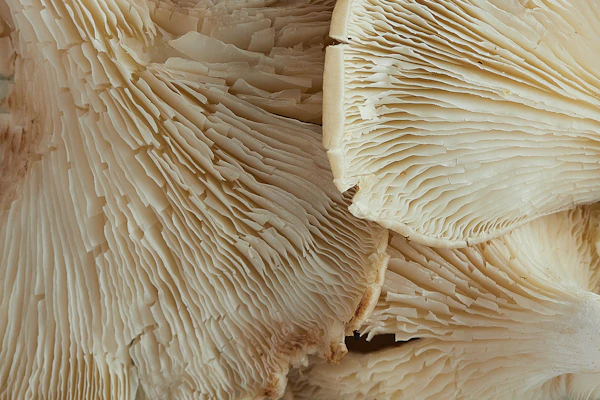 Lion's Mane