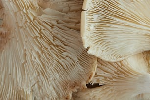 a close up of a bunch of mushrooms