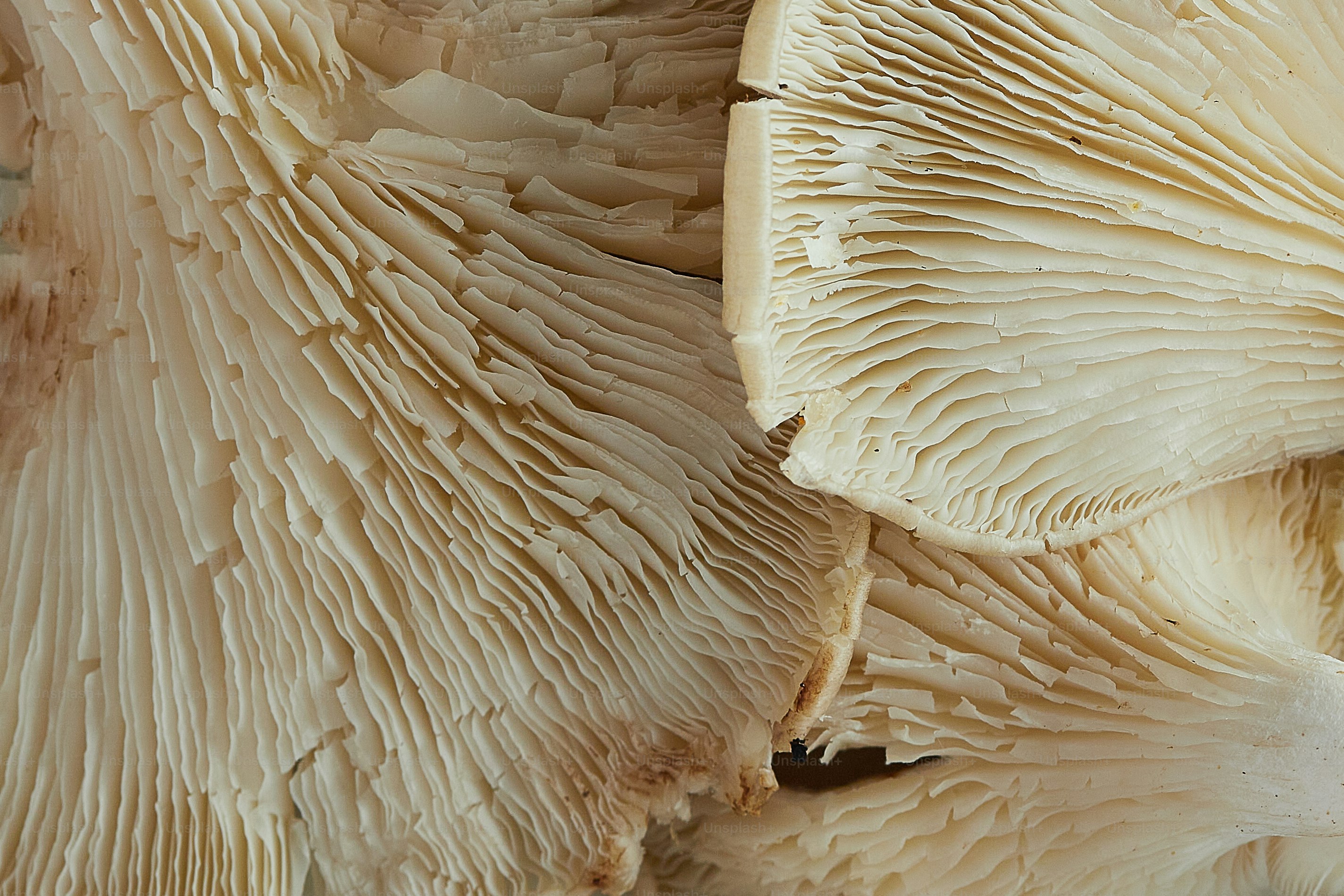 a close up of a bunch of mushrooms