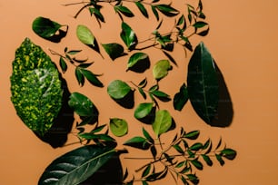 a group of green leaves on a brown surface