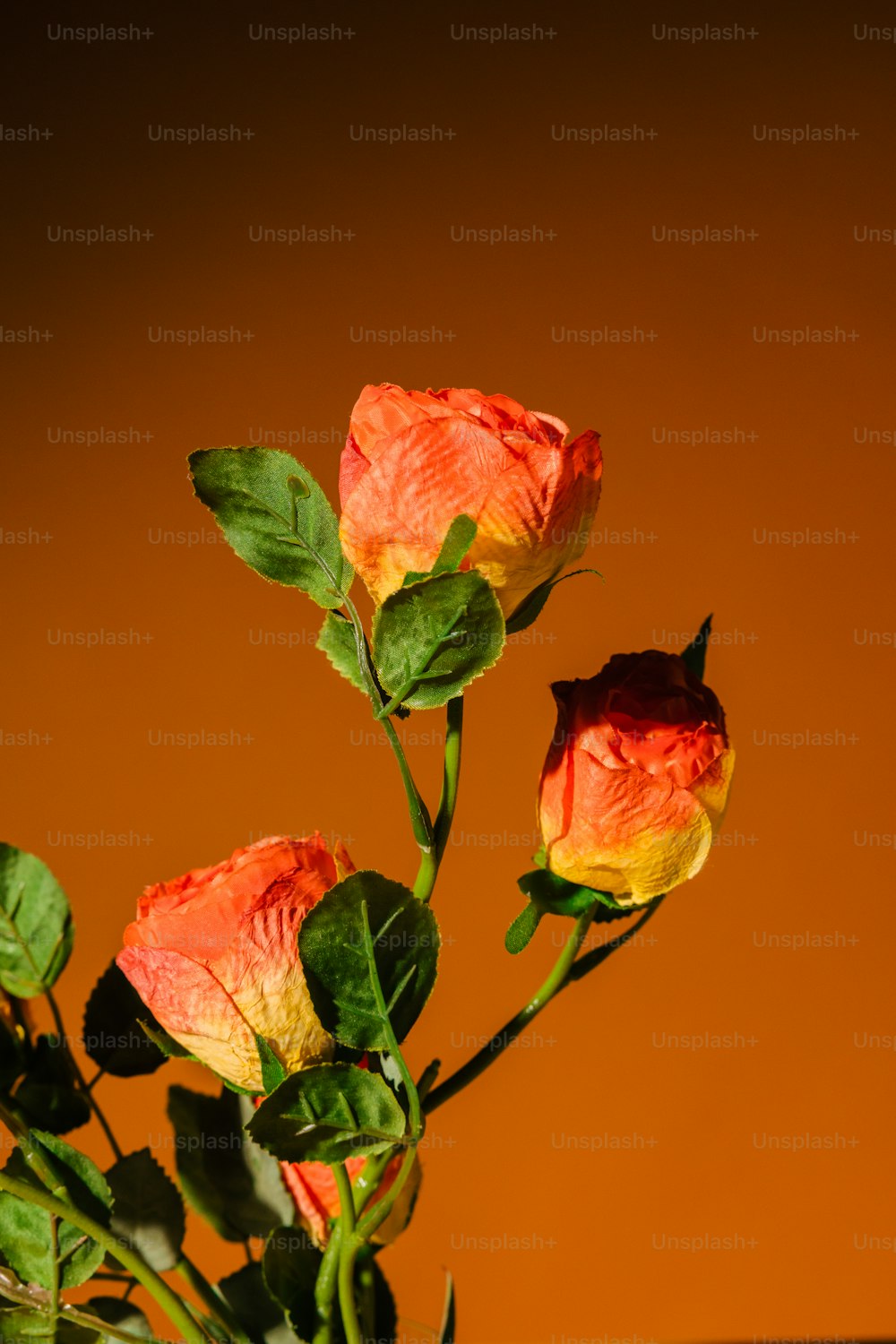花瓶の中の3本のバラの接写