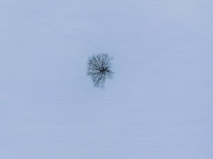 a lone tree in the middle of a snowy field