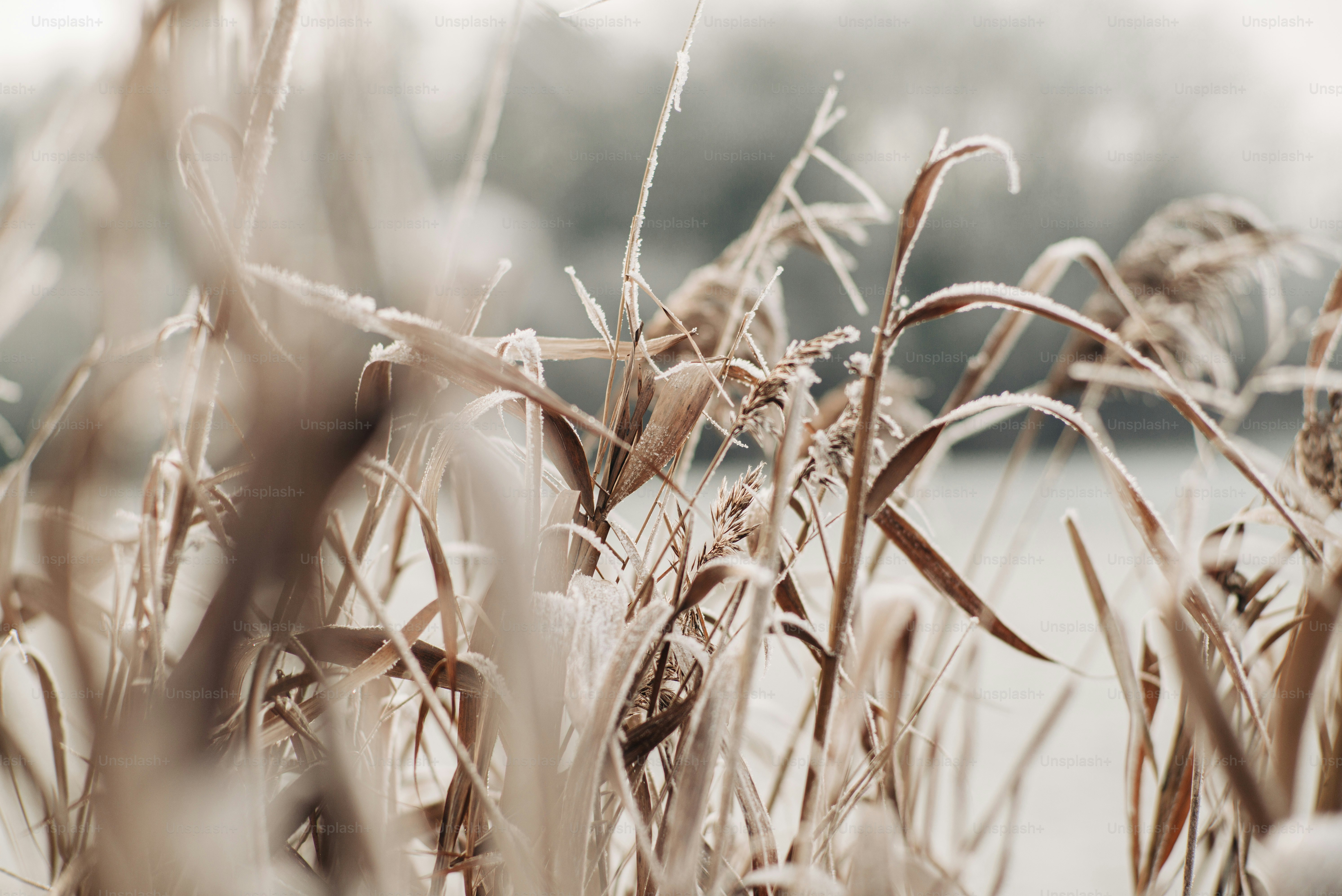 ein Feld mit hohem Gras neben einem Gewässer