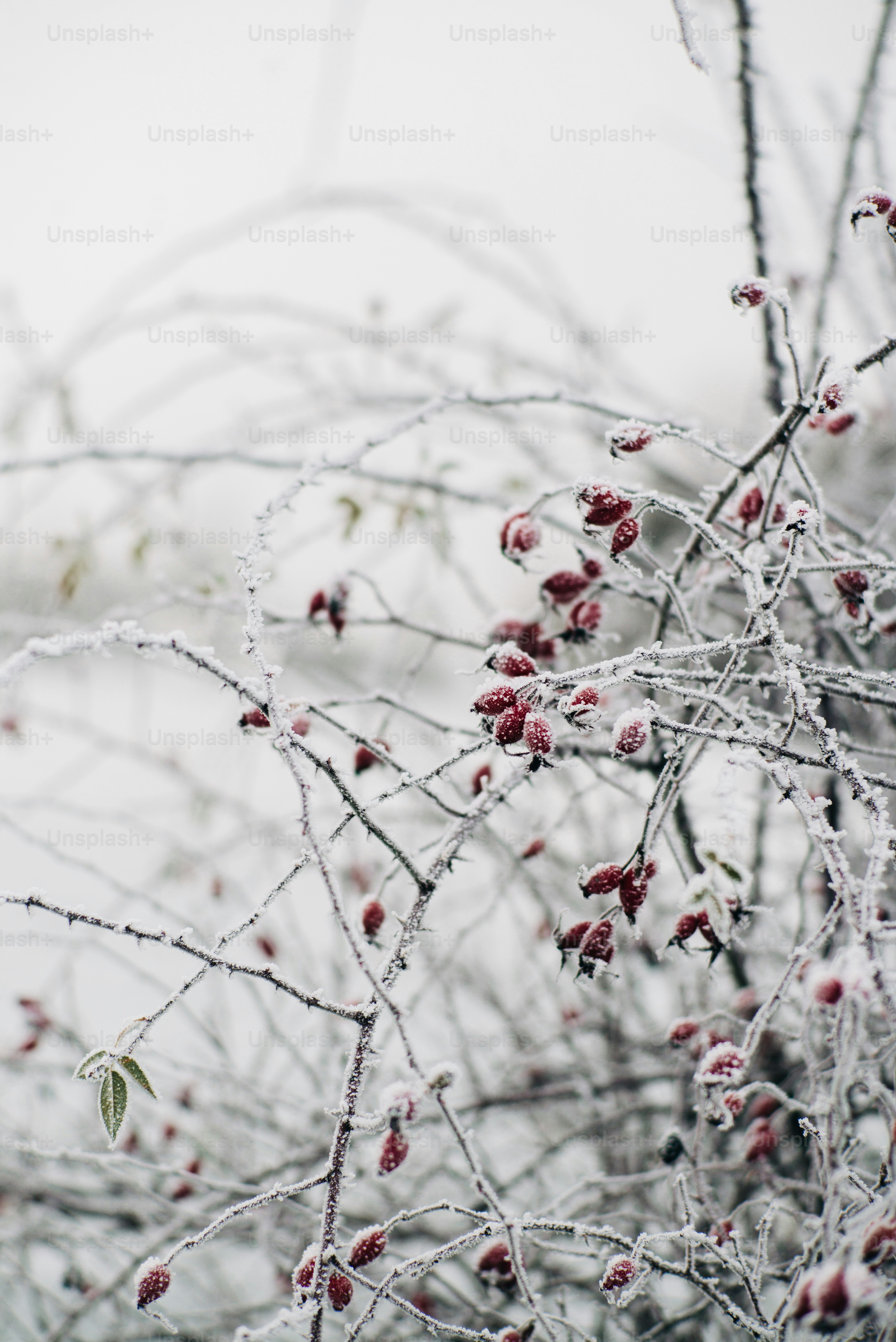 a bunch of berries that are on a tree