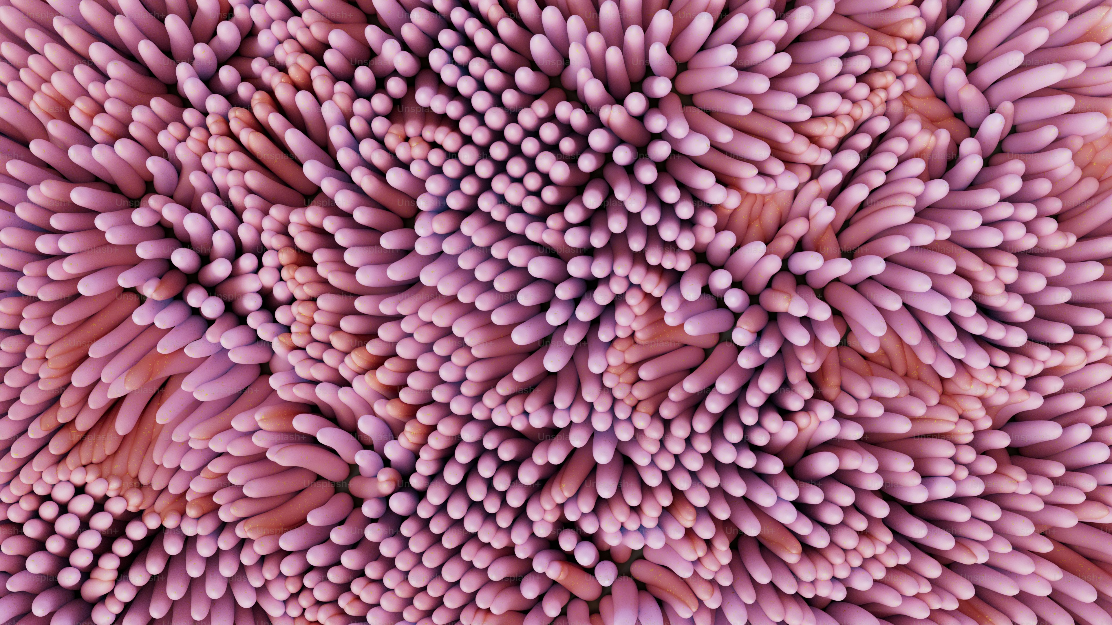 Un primer plano de un ramo de flores rosadas