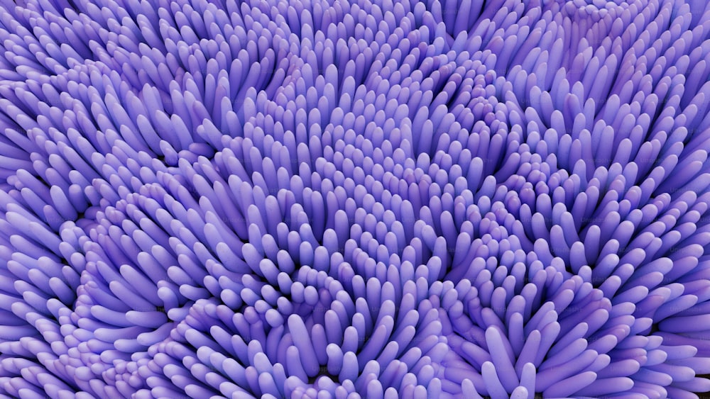 Un gros plan d’une fleur violette avec beaucoup de pétales