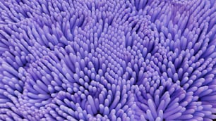 a close up of a purple flower with lots of petals