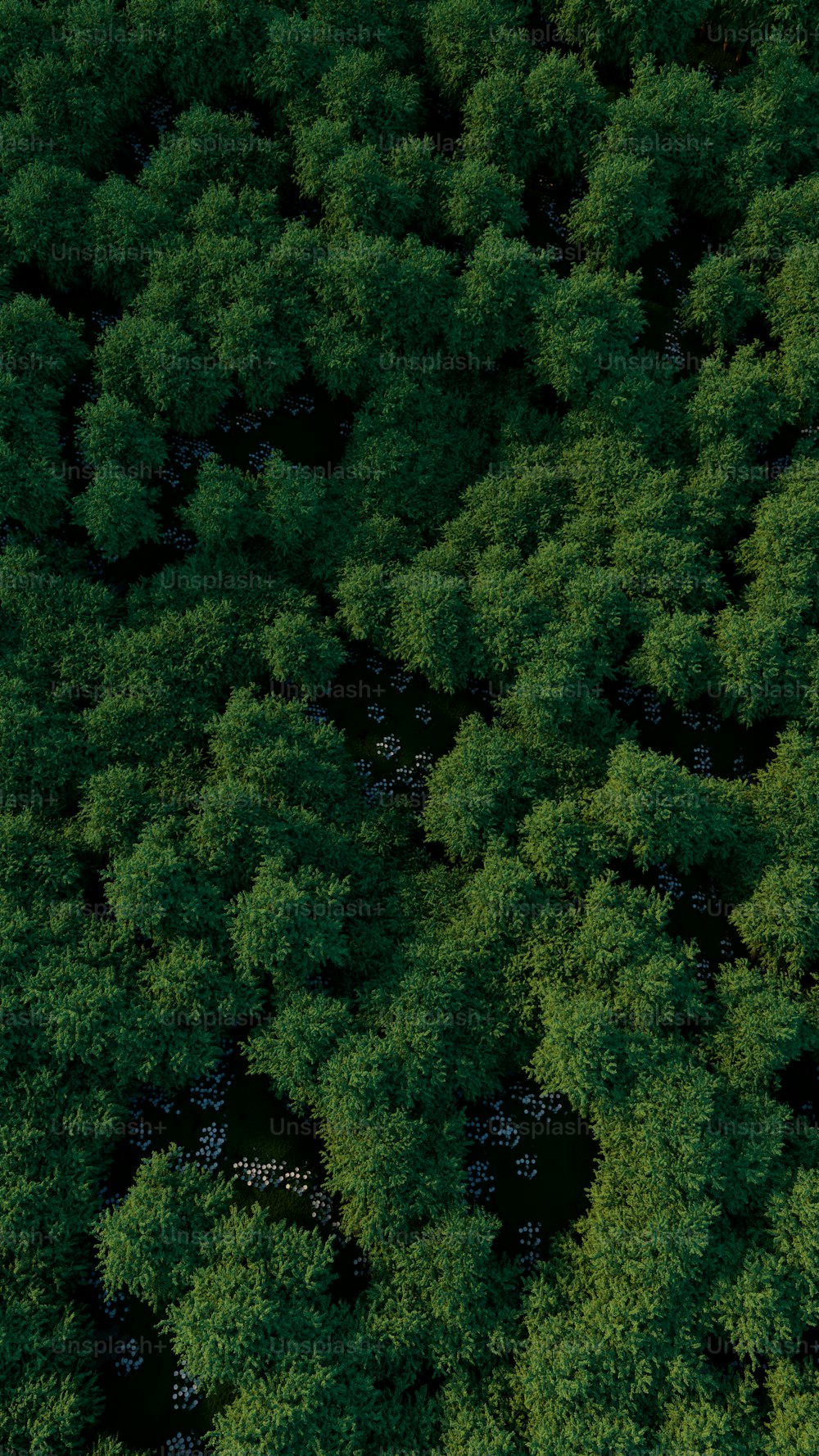 an aerial view of a group of trees