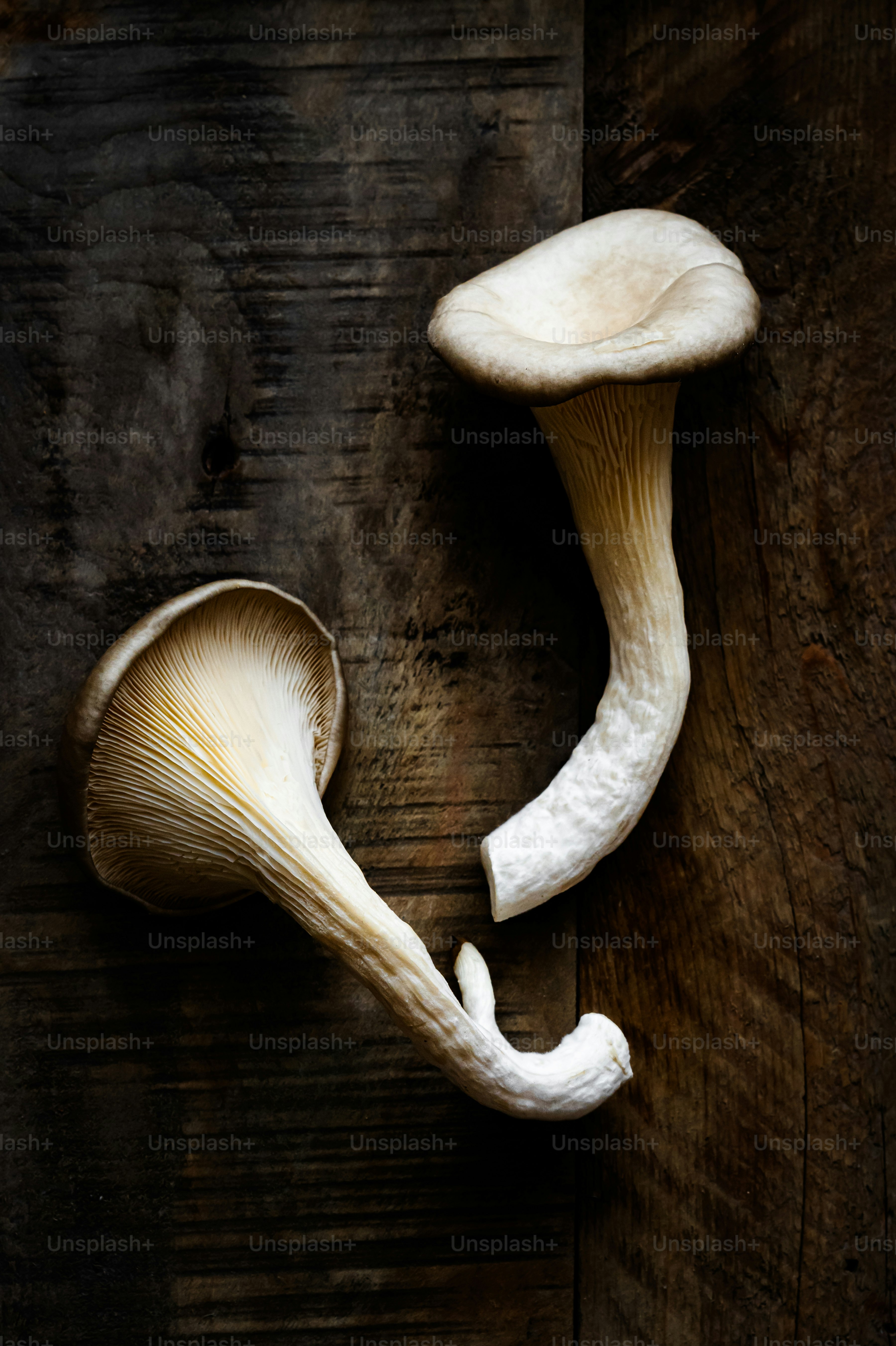 Oyster mushrooms