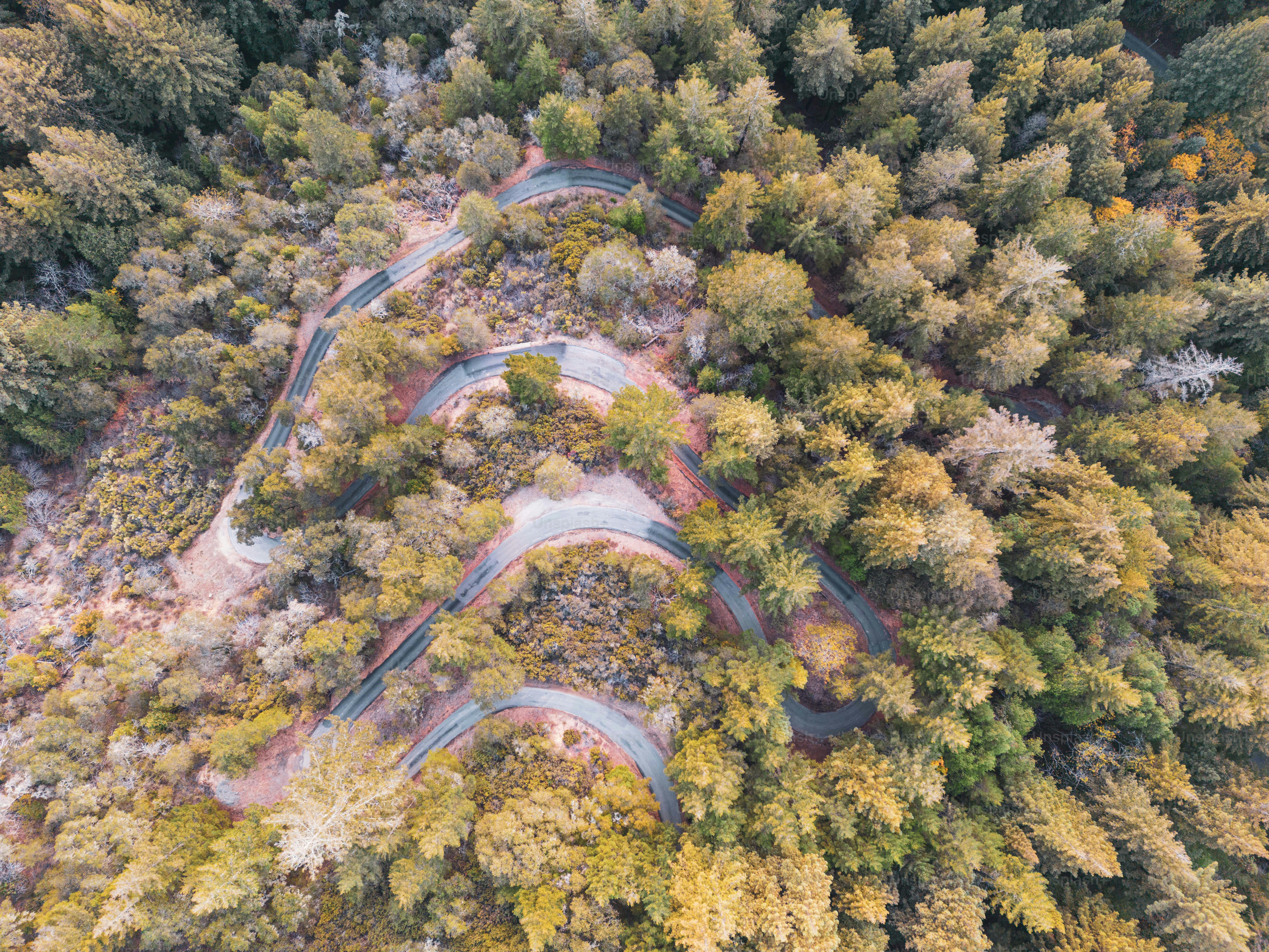 An aerial view of a winding road surrounded by trees photo – High res ...