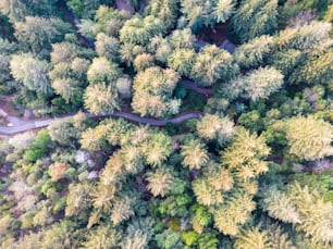 an aerial view of a road surrounded by trees