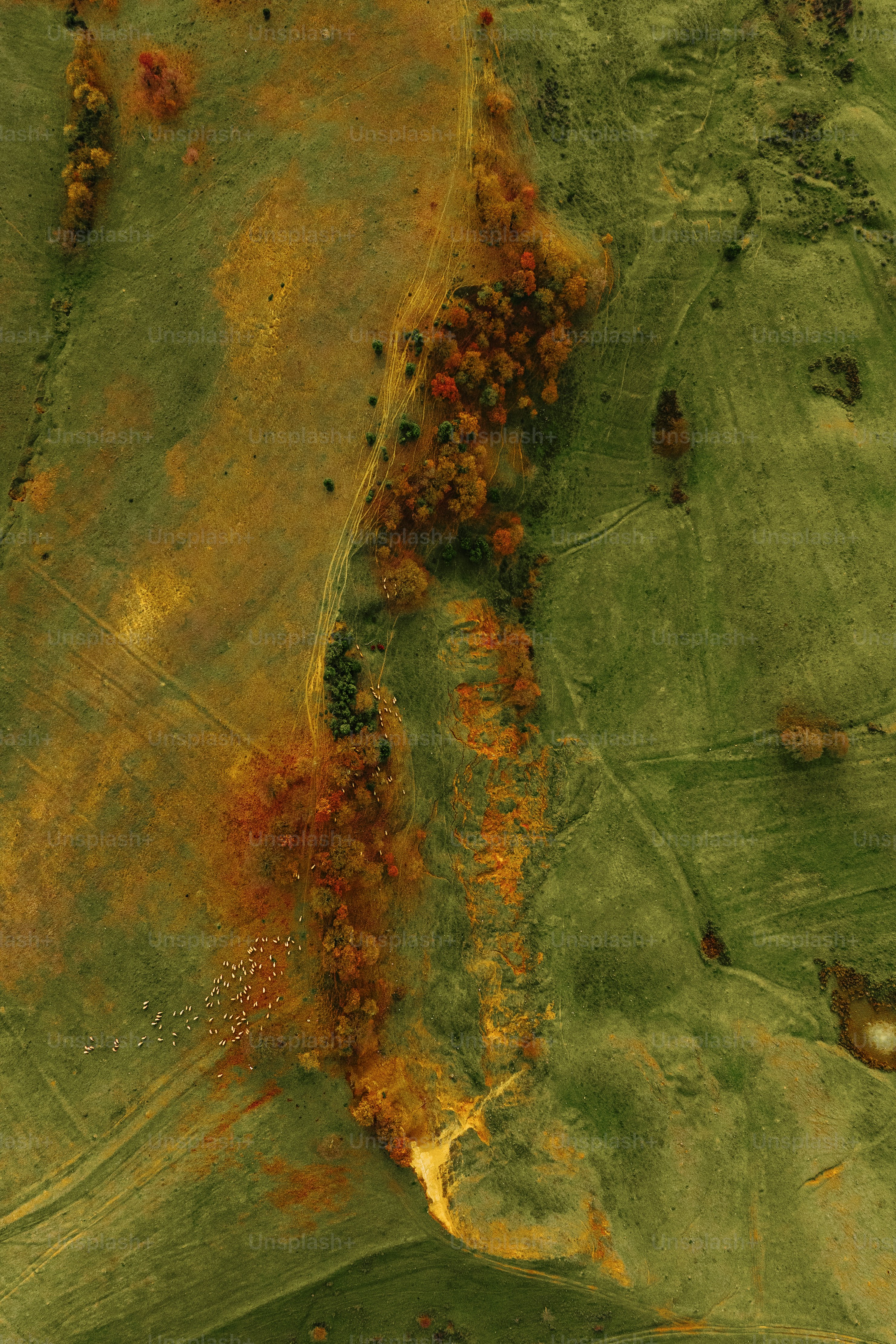 una veduta aerea di un campo verde con alberi