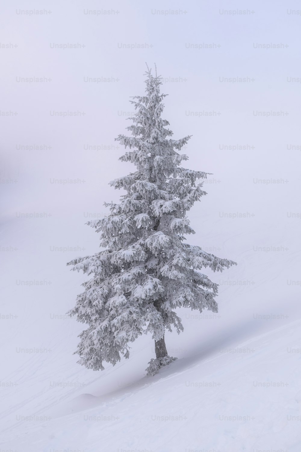 a lone pine tree in the middle of a snowy field