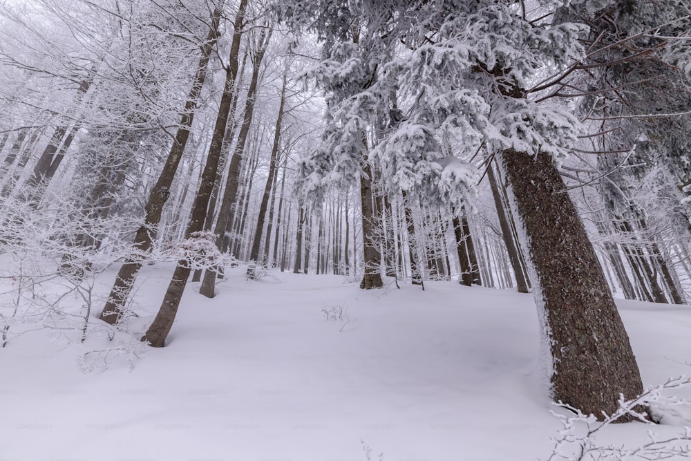 Ein Wald voller hoher Bäume, die mit Schnee bedeckt sind