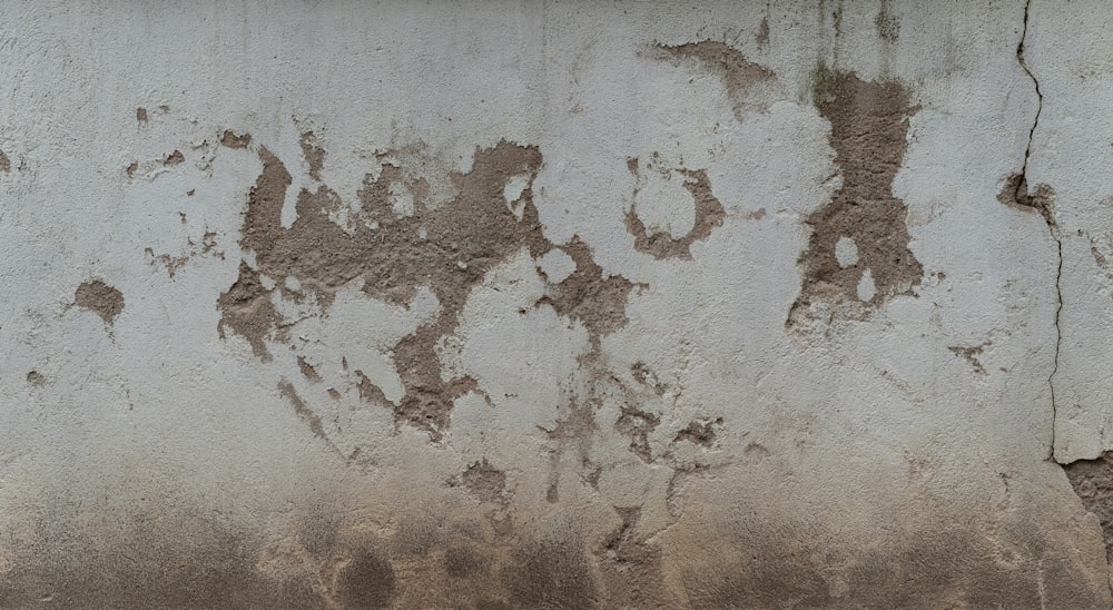 a black and white cat sitting in front of a dirty wall