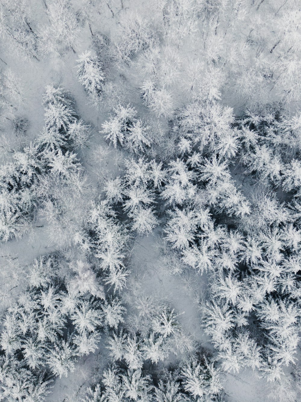 an aerial view of a snow covered forest