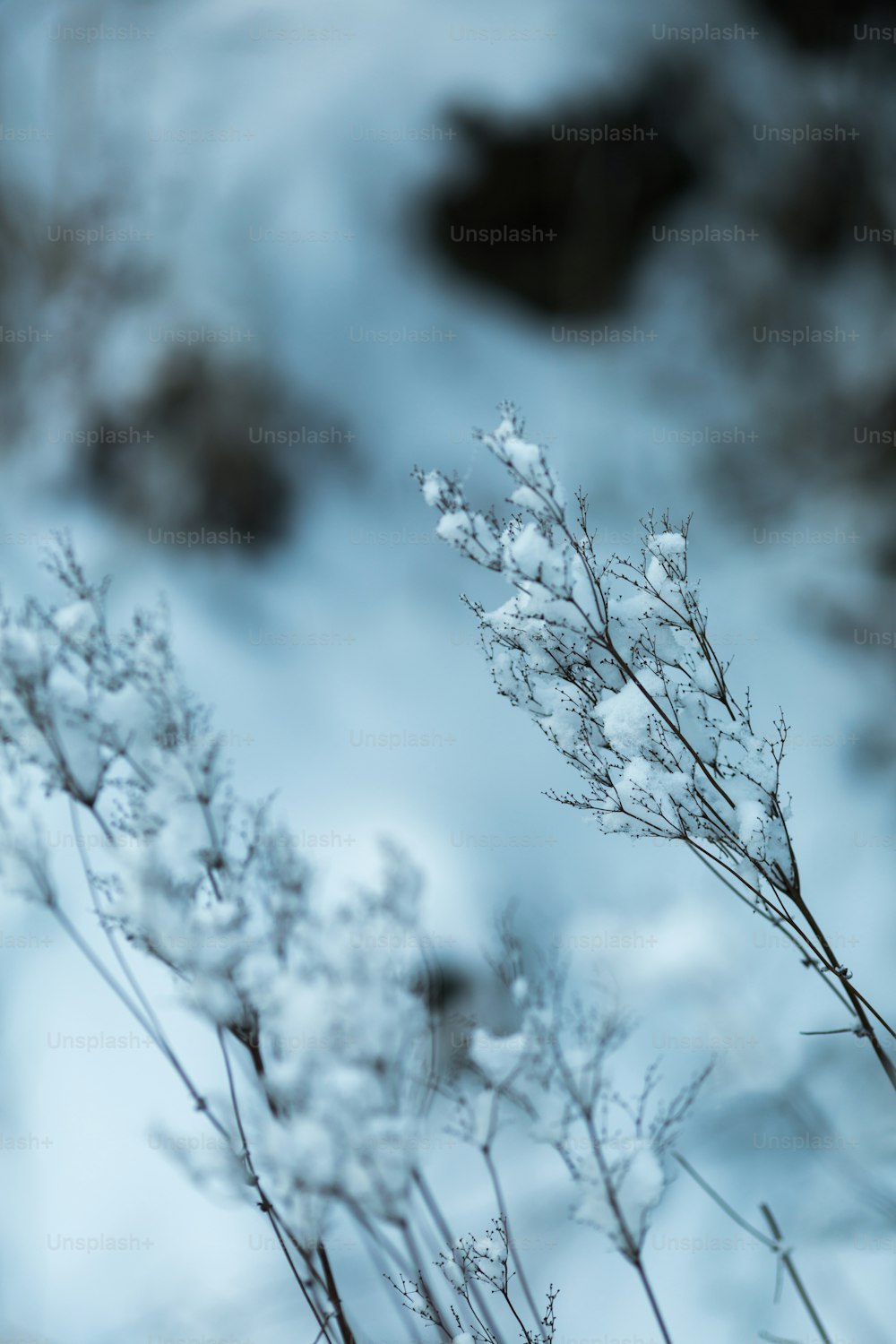 a close up of a plant with snow on it