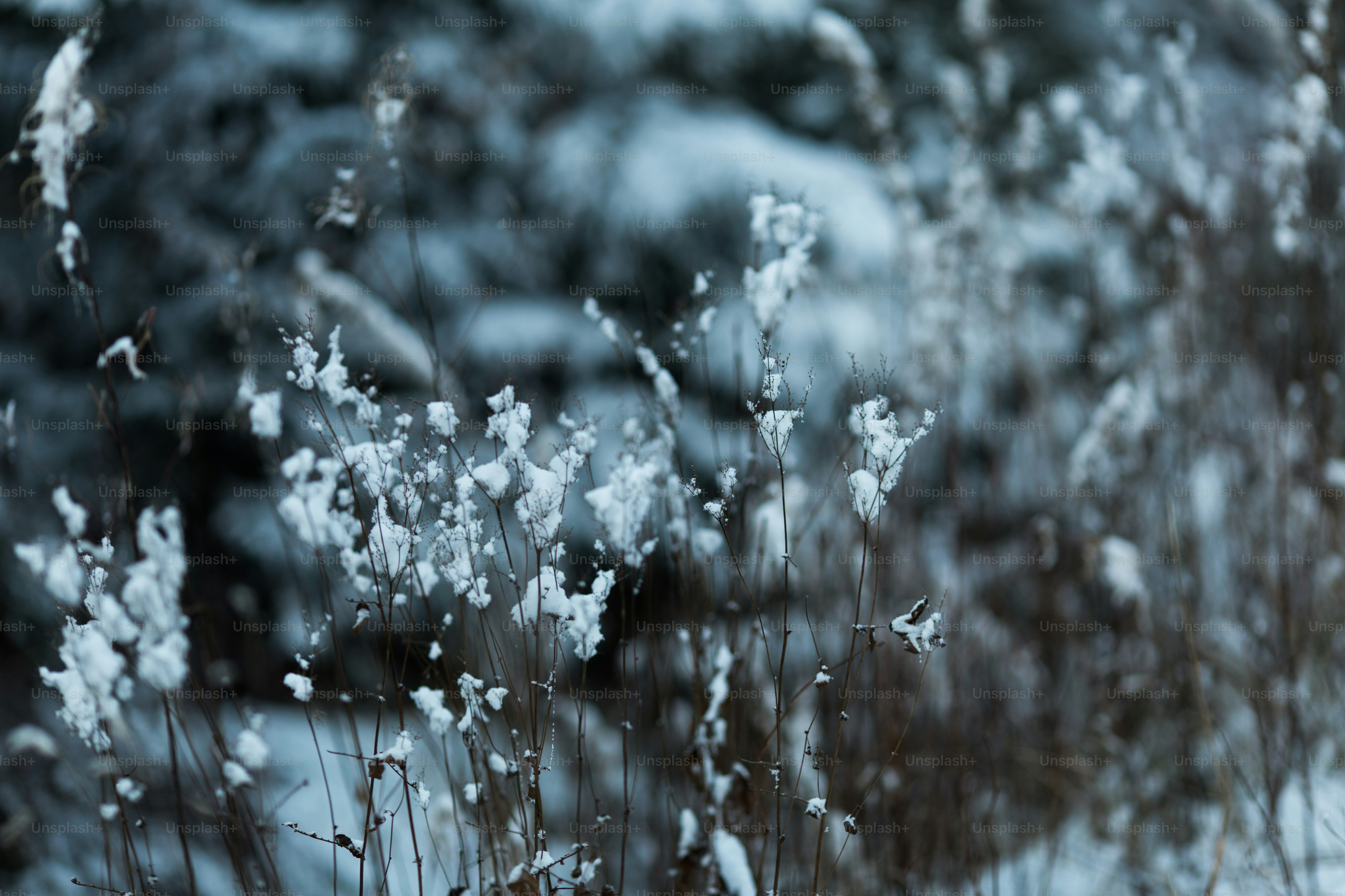 um close up de uma planta com neve sobre ela