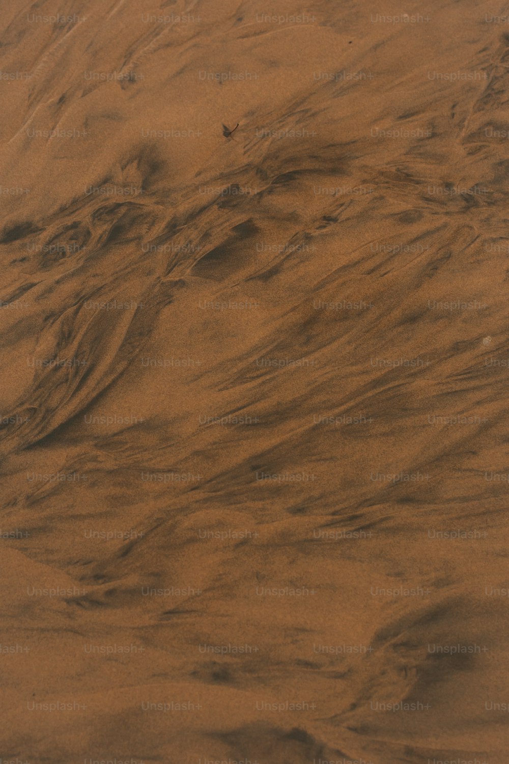 Ein Vogel fliegt über einen sandbedeckten Sandstrand