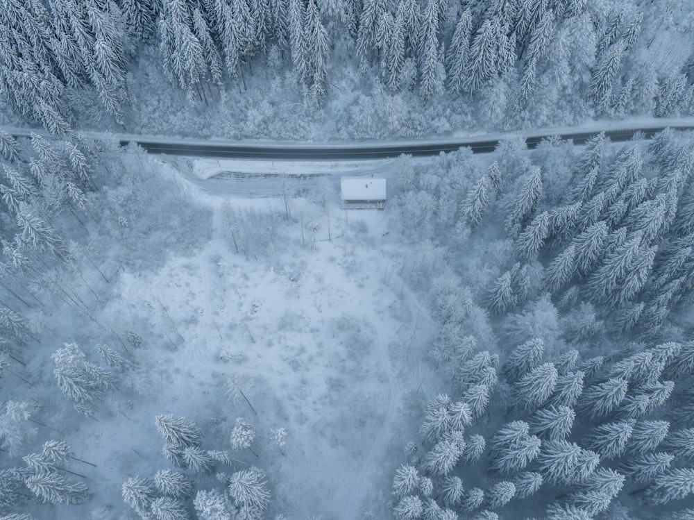 a road in the middle of a snowy forest
