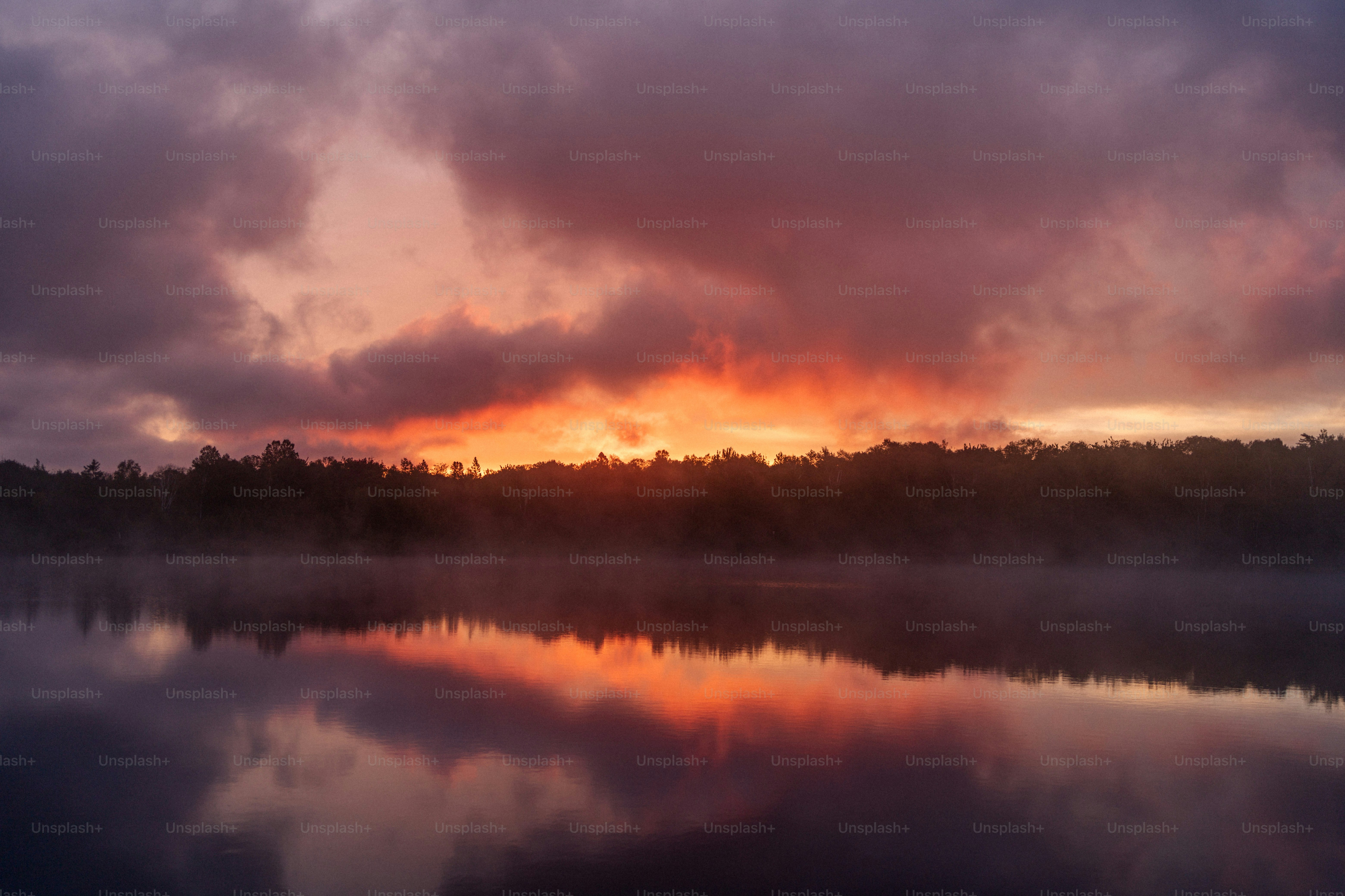 a large body of water surrounded by a forest