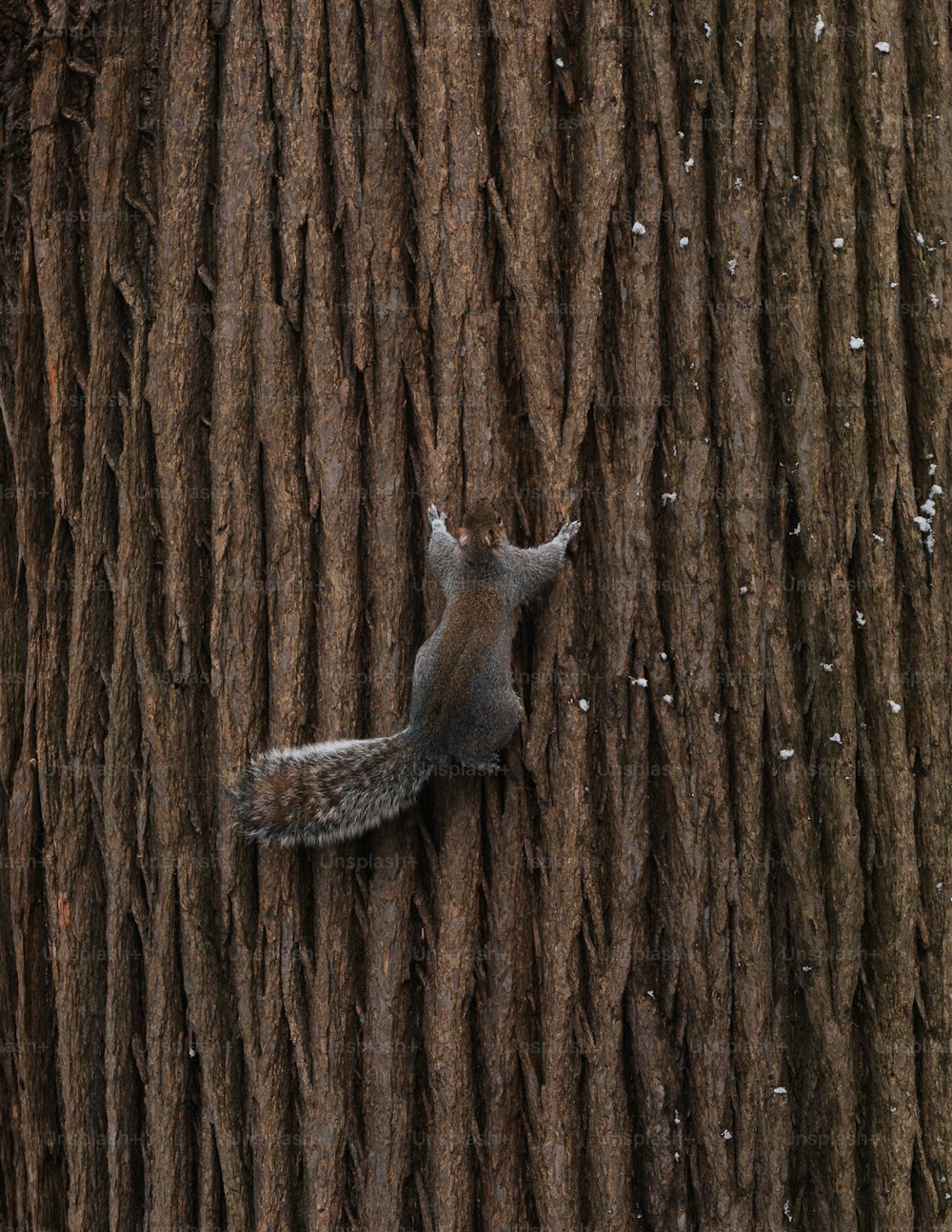 una ardilla trepando por la ladera de un árbol