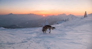 Ein Hund steht auf einem schneebedeckten Hang