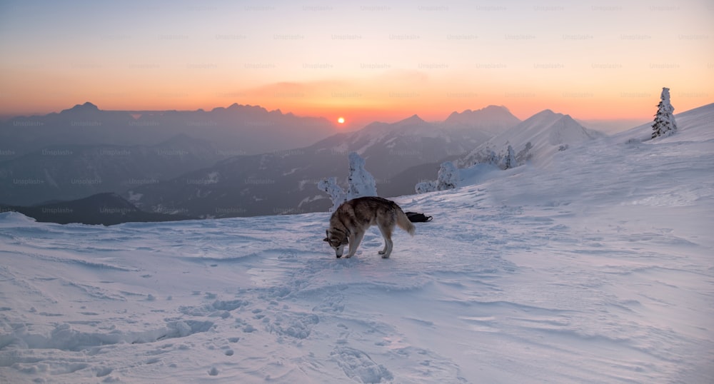 a dog standing on top of a snow covered slope